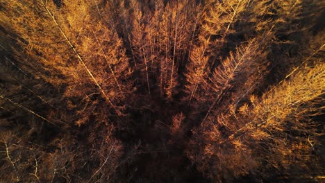 aerial view of a leafless forest at golden hour