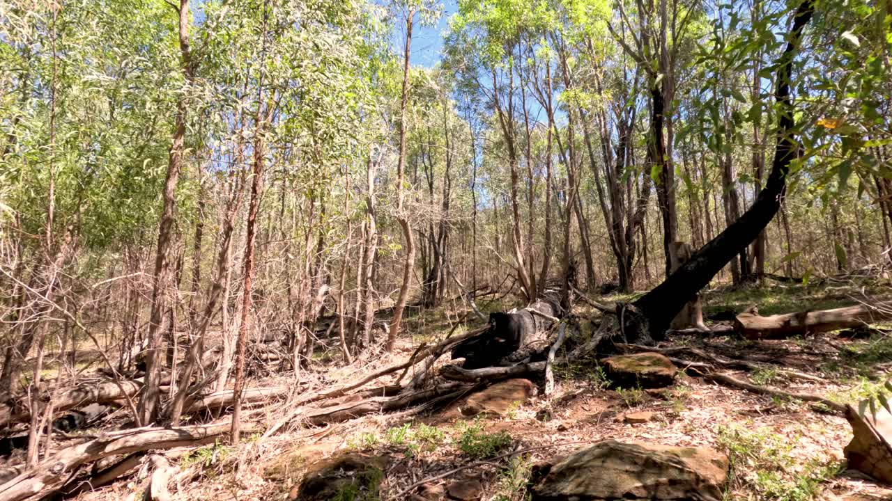 조용한 숲 속을 평화롭게 산책합니다.