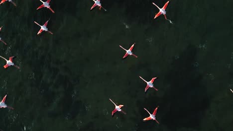 una bandada de flamencos rosados está comenzando a volar en la superficie del agua de la laguna poco profunda con alas y piernas moviéndose