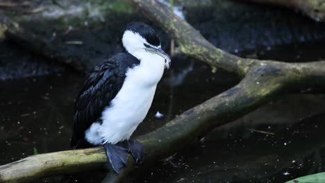 un cormorán que se apaña en una rama