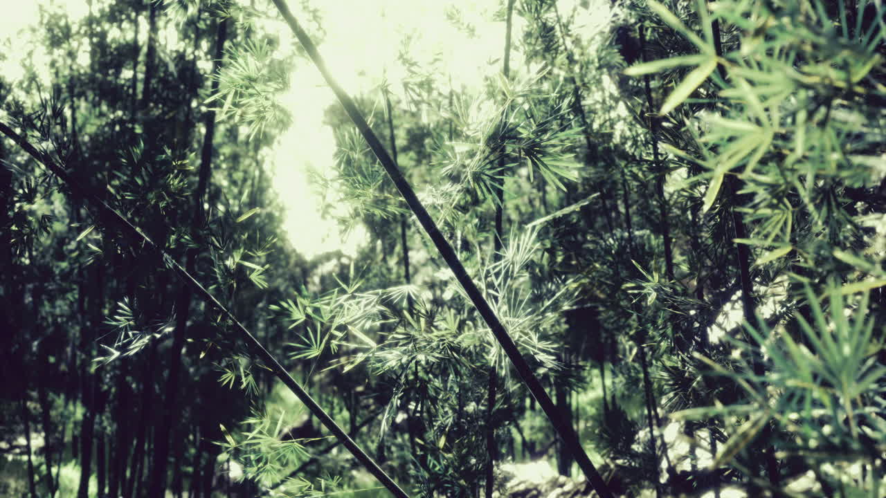 Lush bamboo forest under bright sunlight creating intricate patterns