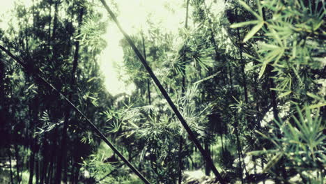 lush bamboo forest under bright sunlight creating intricate patterns