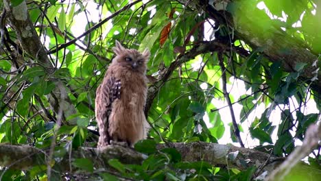 Die-Buffy-Fish-Owl-Ist-Eine-Große-Eule-Und-Doch-Die-Kleinste-Unter-Den-Vier-Fischeulen