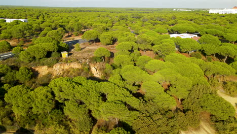 piedras river banks with sandy dune's ground, evergreen stone pines and several buildings in el rompido, spain on a sunny day