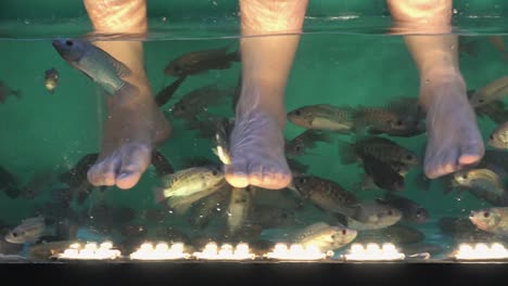 primer plano de piernas y pies en un tanque de agua disfrutando de un spa de peces