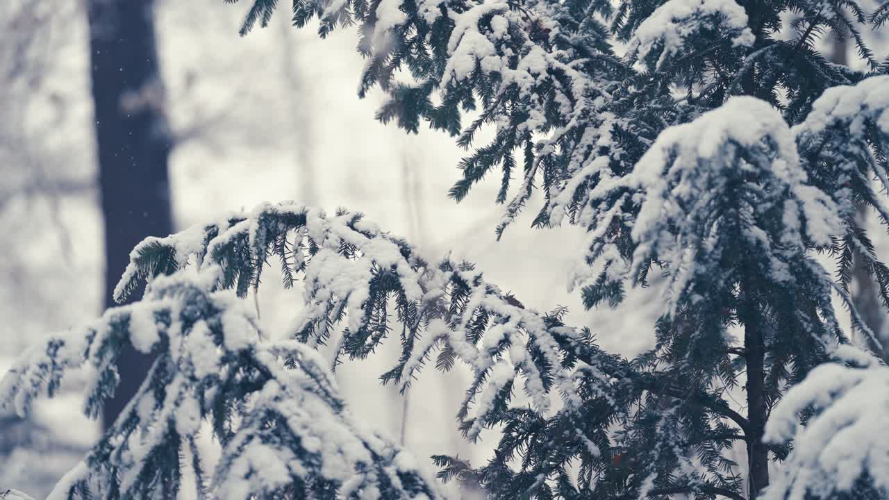 Den kridhvide første sne dækker grantræets grene.