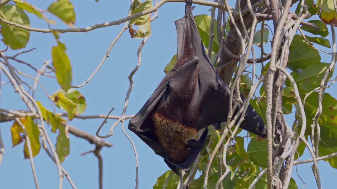 Close up shot of an Indian flying fox hanging from the leafy tree branch in keoladeo bird sanctuary, ecosystem, India.