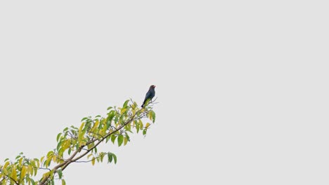 cantando y mirando alrededor durante la tarde mientras espera que se ponga el sol, pájaro dólar oriental eurystomus orientalis, parque nacional khao yai, tailandia