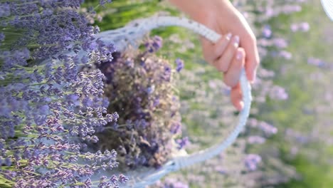 Attractive Blonde Woman in a Stylish White Hat is Picking Lavender Flowers in a Basket Attractive Blonde Woman in a Stylish White Hat is Picking Lavender Flowers in a Basket while Sitting in the Middle of a Lavender Field Collection of Flowers for Drying Provence Beauty Concept