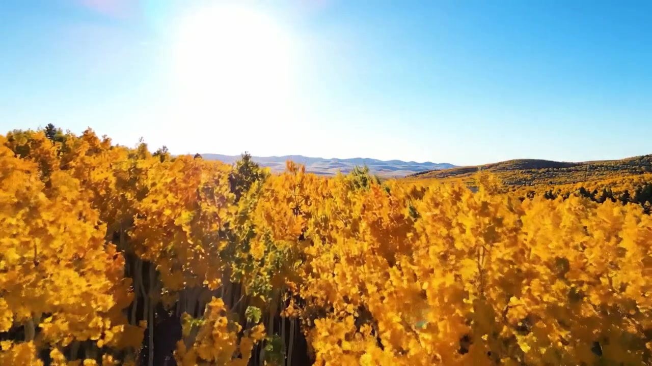 Atemberaubende Luftaufnahme von goldenen Herbstwäldern unter strahlend blauem Himmel, die leuchtend gelbes Laub mit majestätischen Bergen im Hintergrund zeigt