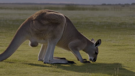 kangaroo grazing in a grassy field