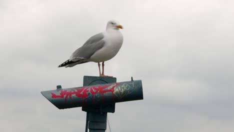 wide-shot-of-white,-headed-gull-seagull-on-vandalised,-seaside-binoculars