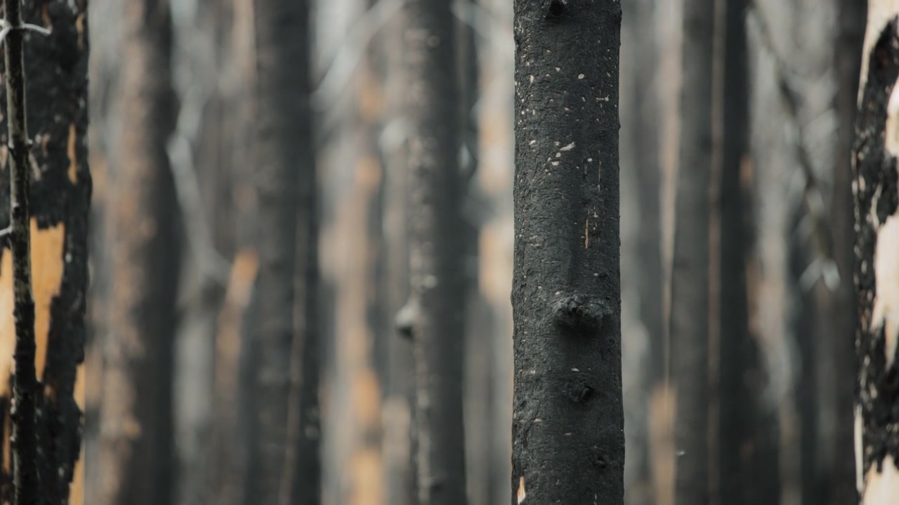 Tronchi d'albero carbonizzati dopo l'incendio boschivo