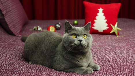 portrait of a gray fluffy british shorthair cat is looking around on damson bedcover