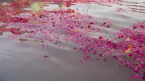 pond-filled-with-rose-petals-on-the-occasion-of-holy-chhath-festival-at-india-video-is-taken-on-the-occasions-of-chhath-festival-which-is-used-to-celebrate-in-north-india-on-Oct-28-2022