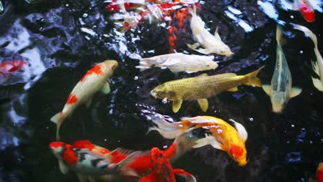 multi color koi fish swimming graceful in a water of an garden, colorful koi fish in the pond