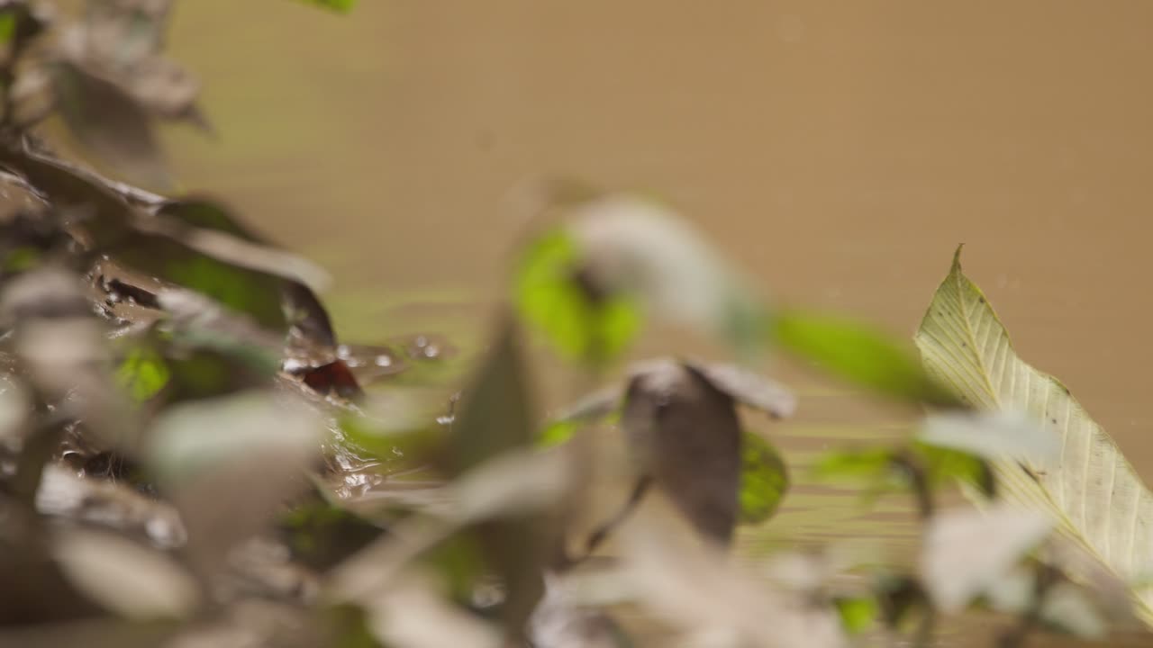 A dragon fly is seen in the background dipping several times while laying its eggs near the murky water before leaving, static shot