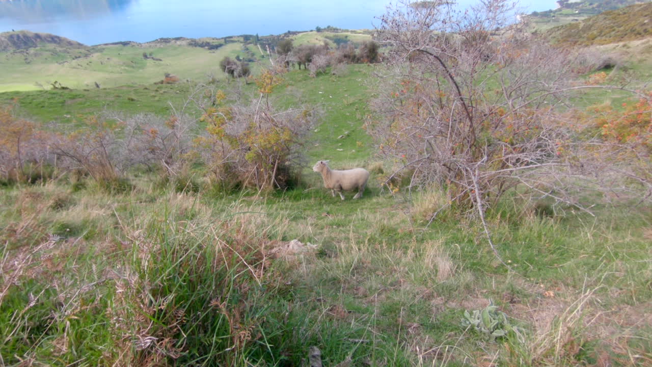 외로운 양이 뉴질랜드 로이스 피크 트레일의 푸른 초원에 서 있다