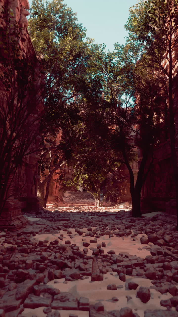 정글 속의 잃어버린 도시: 나무로 뒤인 고대 사원