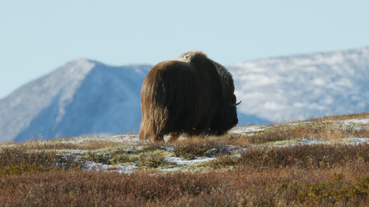 Arctic Wanderer Musk Ox Crossing the Quiet Tundra of Dovrefjell Norway