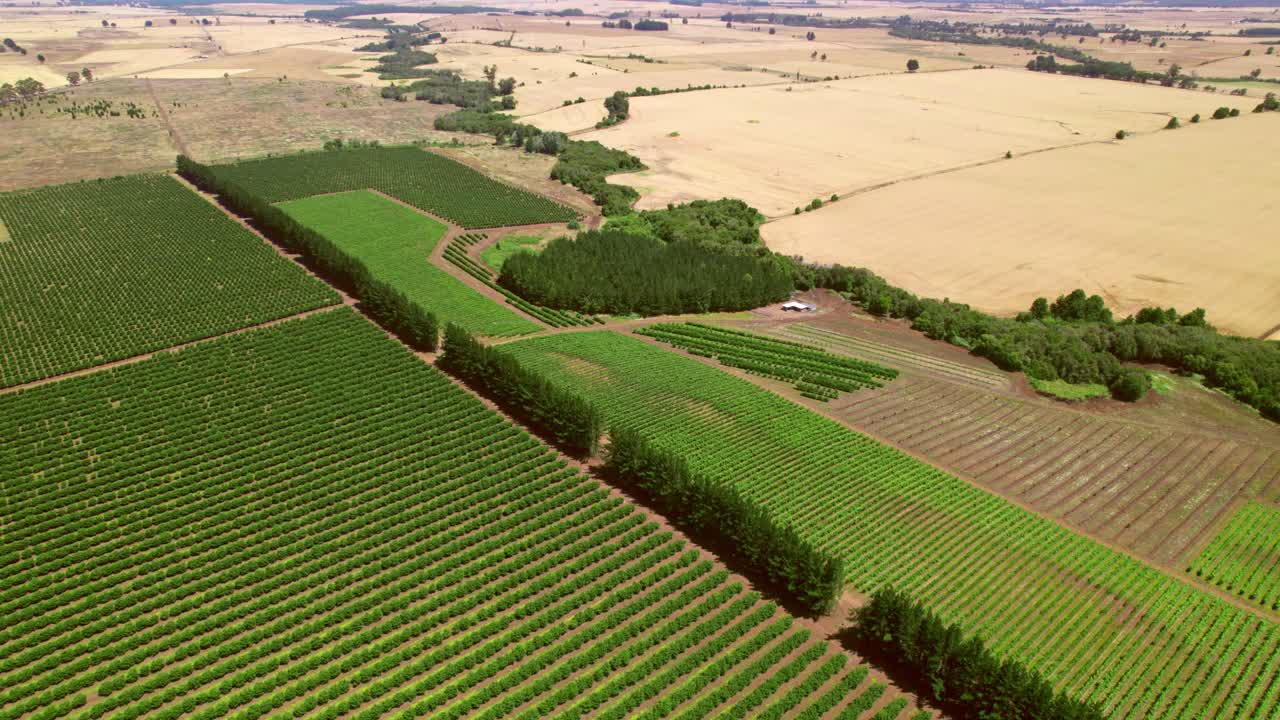 화산 풍경 에 있는 말레코 계곡 의 포도원 들 위 에서 공중 에서 회전 하는