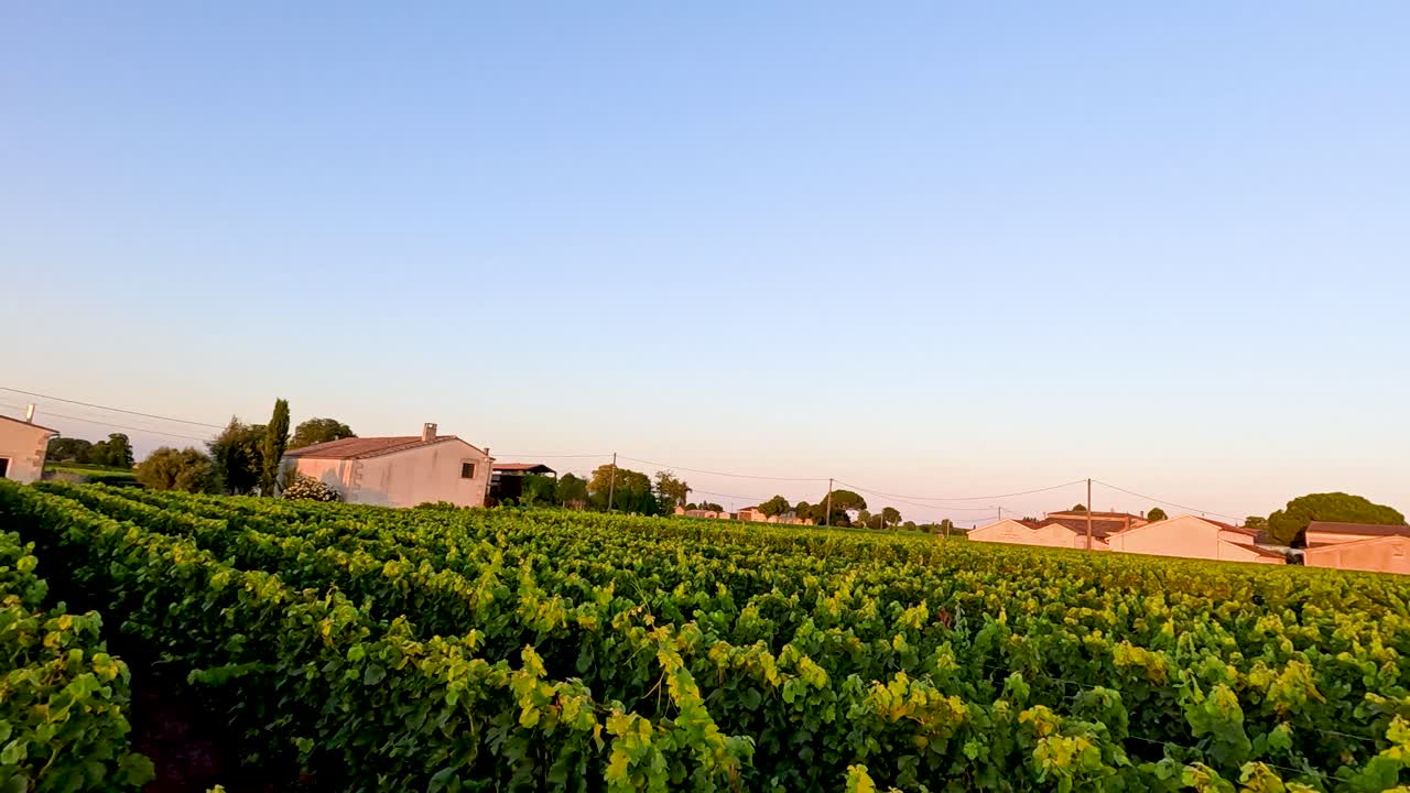 Sunset view of lush grape fields