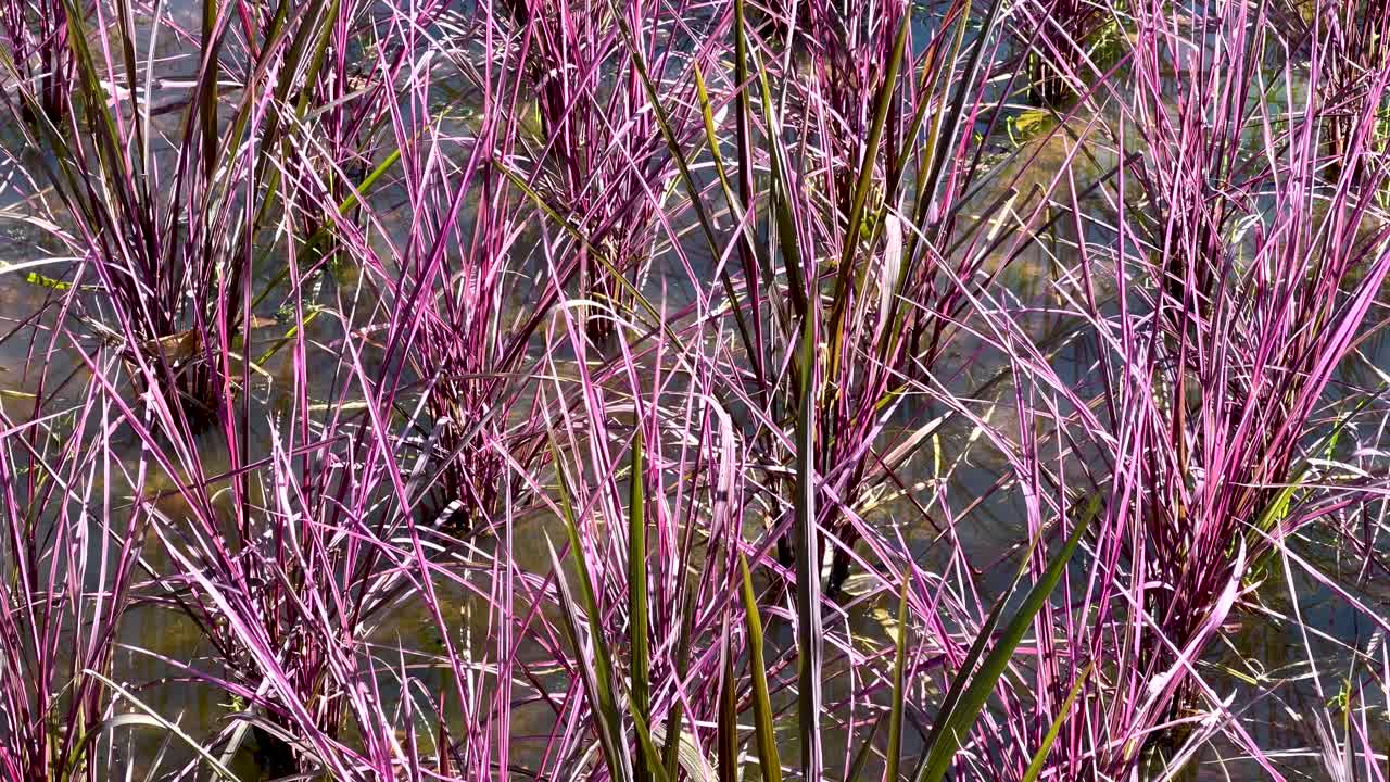 바람에 흔들리는 다채로운 풀