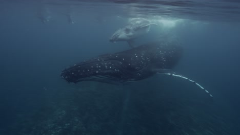 Humpback-Whales,-mother-and-calve-passing-close-to-the-camera-in-clear-water-swimming-at-the-surface-around-the-Islands-of-Tahiti,-French-Polynesia