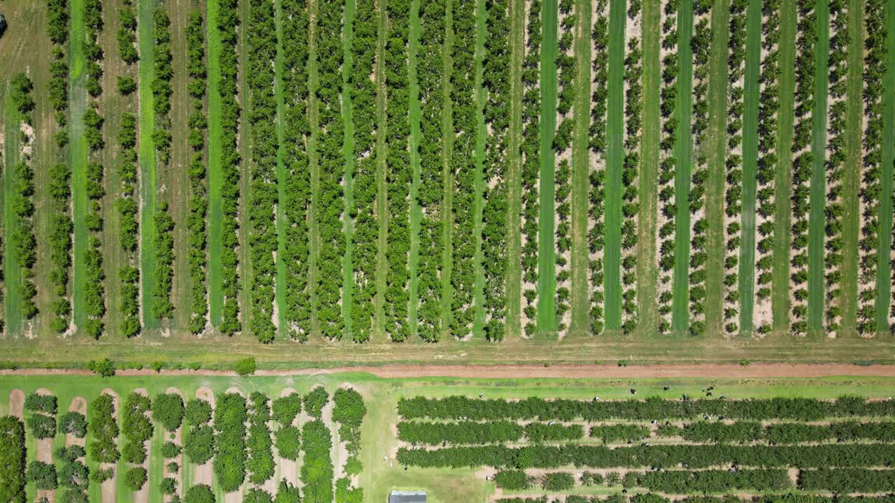 hileras masivas de árboles frutales en un huerto verde, vista aérea de arriba hacia abajo, 4k 60fps