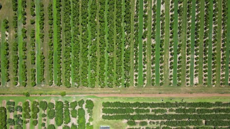 massive rows of fruit tree in green farm orchard, top down aerial view, 4k 60fps