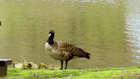 closeup of canada goose with goslings relaxing by the river