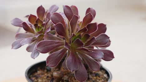 Micro-Aeonium-Marrón-O-Siempreviva-De-árbol-En-Un-Plato-Giratorio