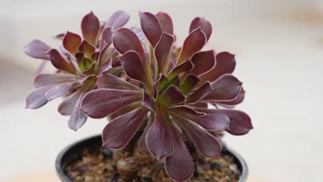 micro aeonium marrón o houseleek de árbol en un tiro giratorio de mesa giratoria