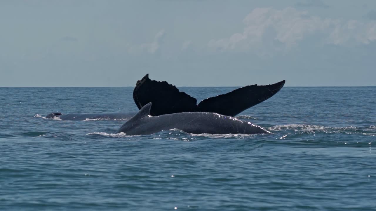 Three humpback whales glide in unison through the waters off Uvita, Costa Rica