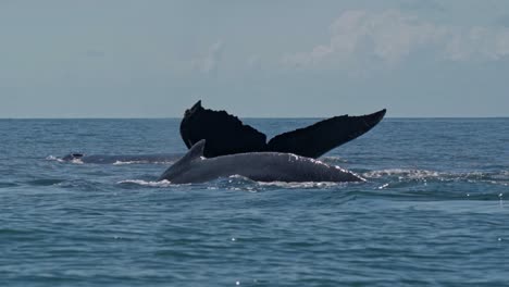 three humpback whales glide in unison through the waters off uvita, costa rica