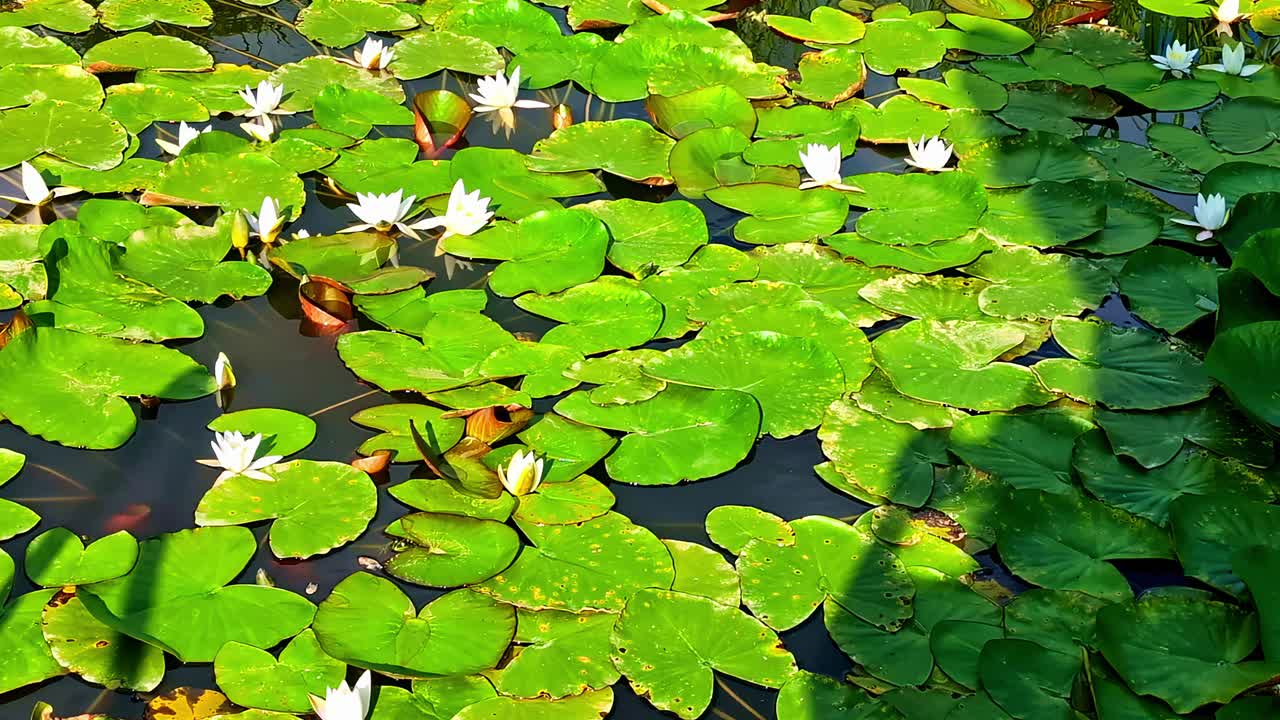 White lotus flowers grow above the pond. Floating water lily flowers