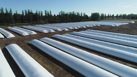 Covered-crops-in-a-farm-field-with-rows-of-white-agricultural-fleece,-sunny-day,-aerial-view