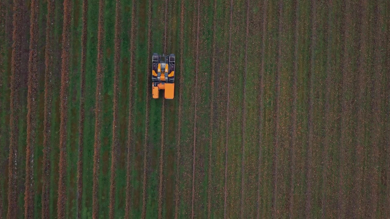 Vista aerea di una vendemmiatrice che lavora tra i filari di un vigneto a Cromwell, Nuova Zelanda.