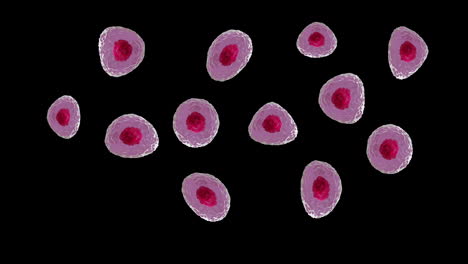 animation of micro of red and pink cells on black background