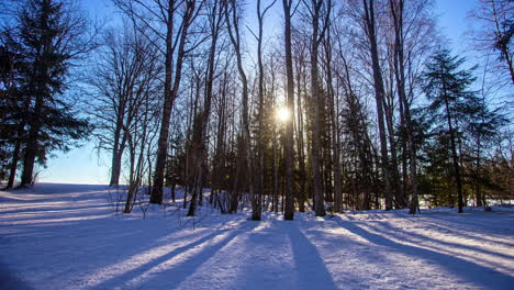 Snowy-forest-timelapse-with-leafless-trees-in-winter-and-the-sun-behind-the-trees