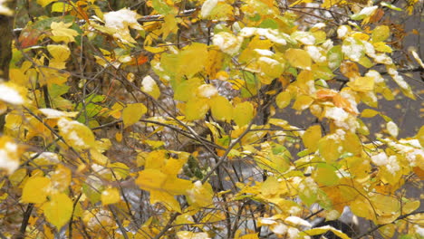 Autumn-tree-with-one-leaf-falling-down