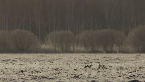 black grouse lek in early morning