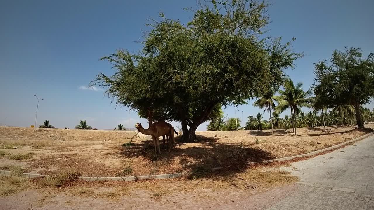 Serene view of a lone camel and acacia tree amid arid sandy terrain, scattered palms, distant hills under partly cloudy skies in Oman's southern region, ideal for nature and heritage stock