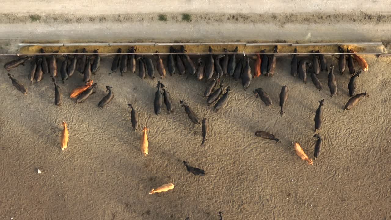 antena de arriba hacia abajo de ganado en operación de corrales de engorde para la industria de la carne de vacuno