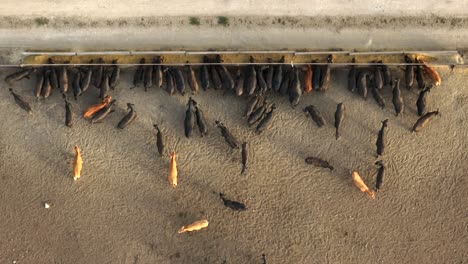 top down aerial of cattle in feedlot operation for meat beef industry