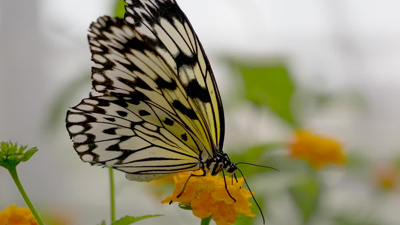 Bellissima farfalla bianca con strisce e punti neri che impollina un fiore - scatto macro.