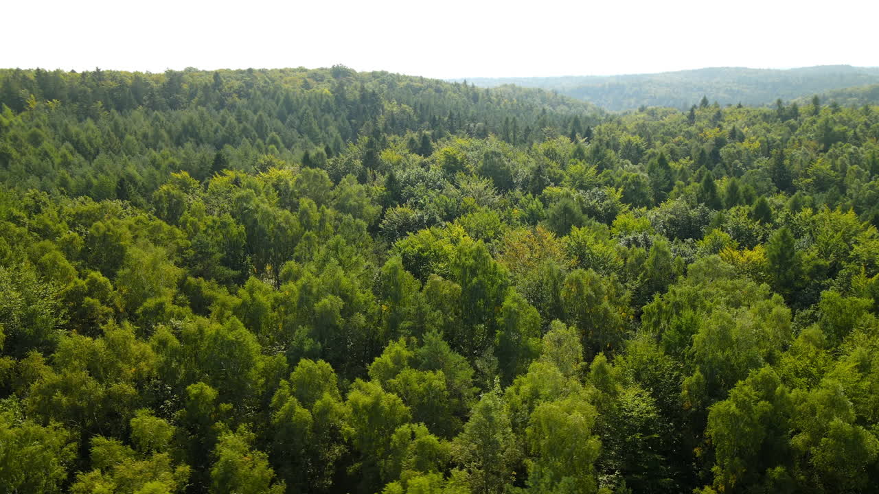Drone che vola sopra una fitta foresta