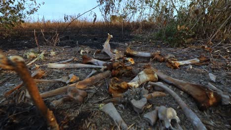 huesos de animales carbonizados todavía ardiendo después de un incendio forestal en la selva amazónica