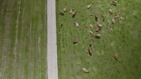 herd of domestic brown cows grazing in the pasture in summer