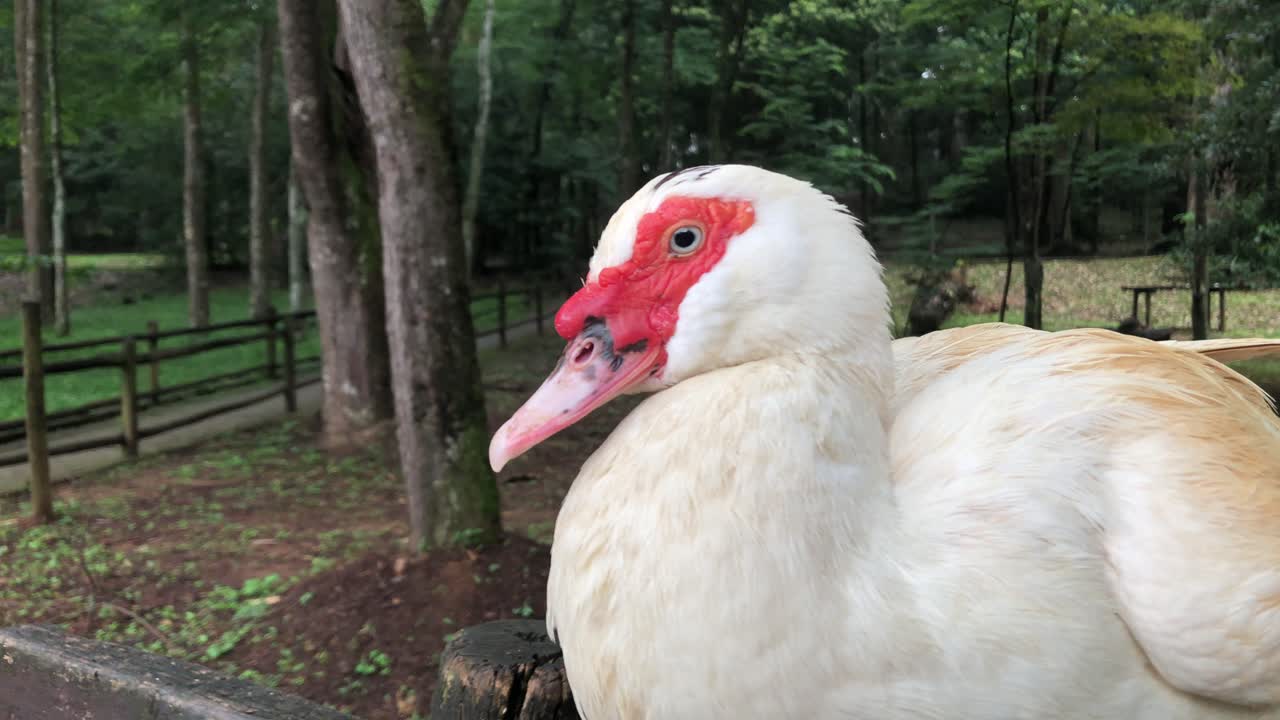 un pato muscovy blanco sentado solo en una vieja valla de madera en un parque forestal en praia horto, brasil - primer plano
